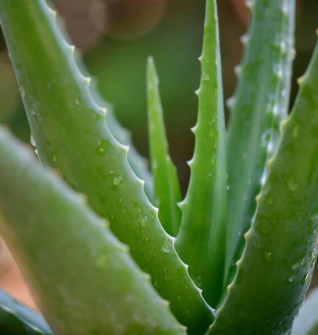 Aloe Vera for Hair, Skin and Psoriasis