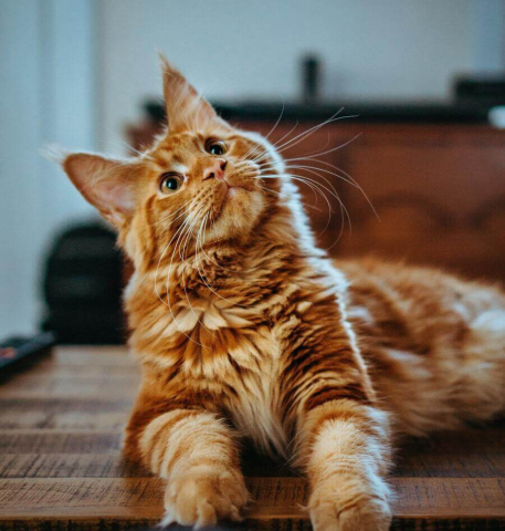Learn How To Pet A Cat To Make Your Friend