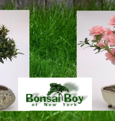 The Magic of Bonsai Tree: Small Trees With Big Impact
