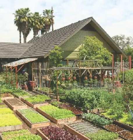 Urban Homesteading: Bringing Farm Life to the City