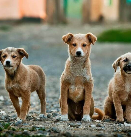 What Each And Every New Owner Of A Pet Need To Know