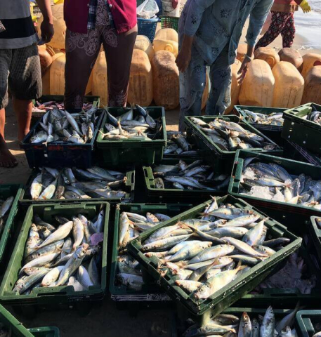 Will It Ever Be Possible To Consume Fish In A Sustainable Way?