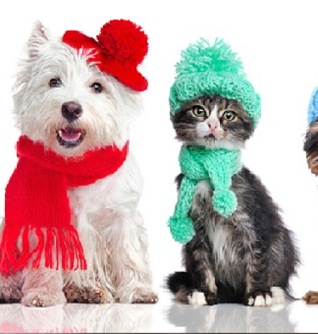 Winter Pet Care: Keeping Your Furry Friends Safe and Happy
